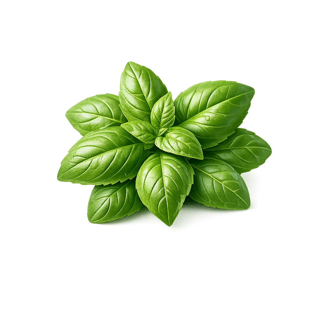 Basil